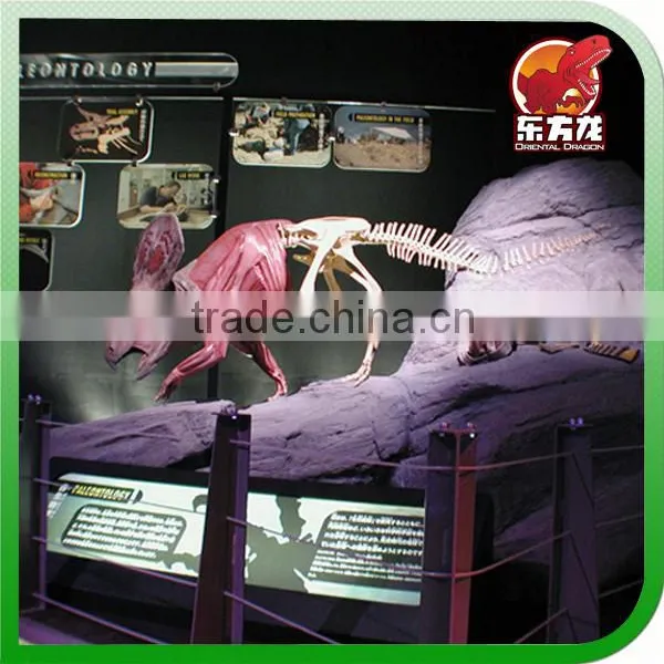 Professional Museum Dinosaur Fossil for Exhibition