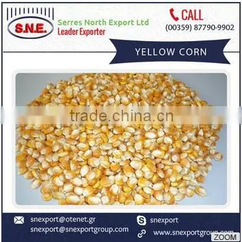 2016 New Arrival Fresh Yellow Corn Supplier/Manufacturer/Distributor