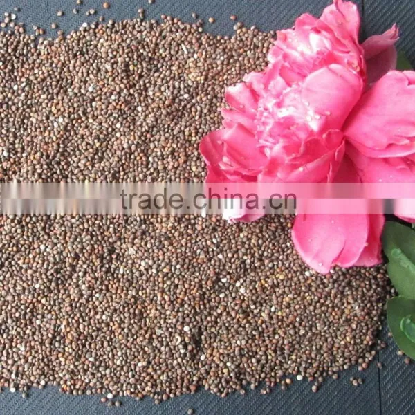 Brown Perilla Seeds Red Perilla photo-6
