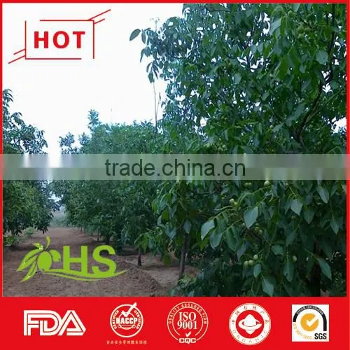 Juglans Regia L. Planted in China