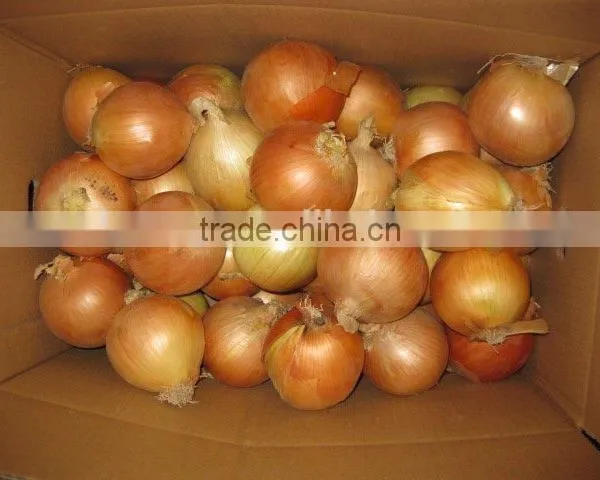 2015 Crop Fresh Yellow Onions With Market Price photo-6