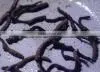 Cordyceps Extract Powder