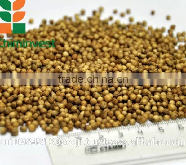 CORIANDER
