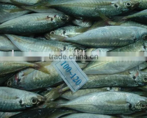Frozen Horse Mackerel photo-2