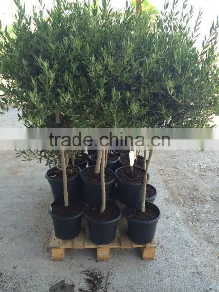 Olea Europaea photo-2
