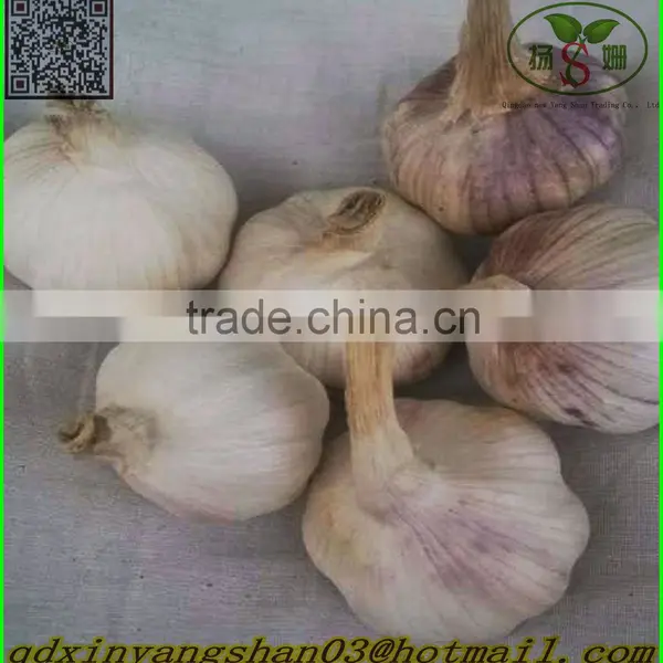 Fresh Ginger for China/Fresh Ginger photo-5