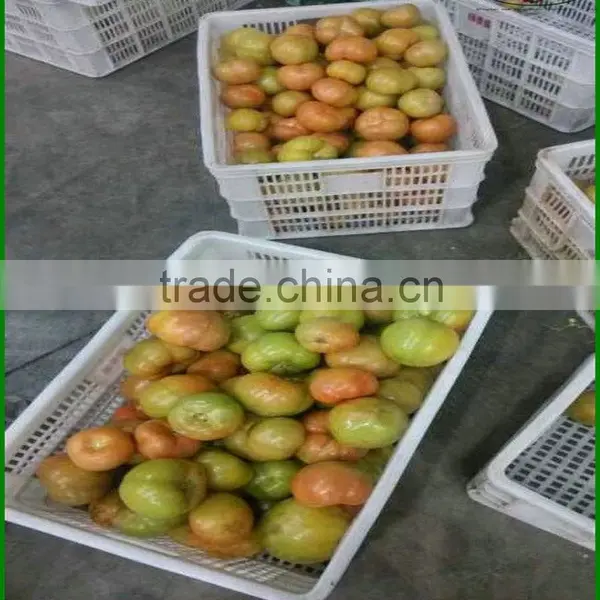 (HOT) FRESH TOMATOES/Fresh Tomatoes