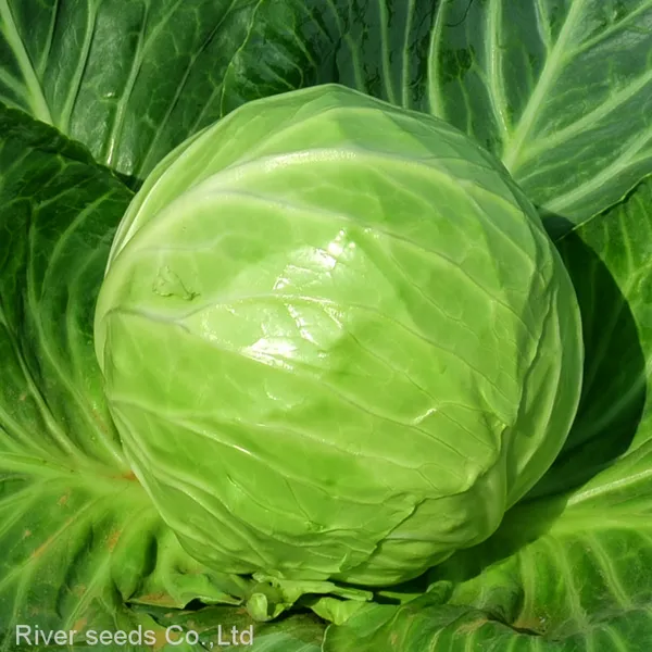200pcs NON-GMO High Germination Green Red Cabbage Seeds Packet for Planting photo-2