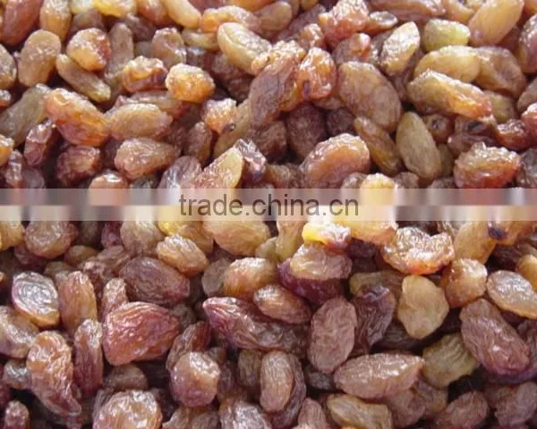 Brown Light Raisin