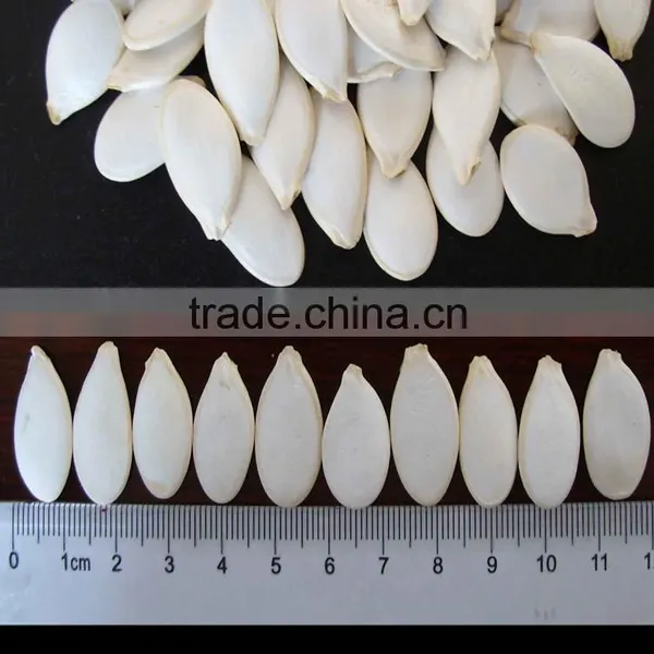 Sell Pumpkin Seeds 11cm 13cm photo-3