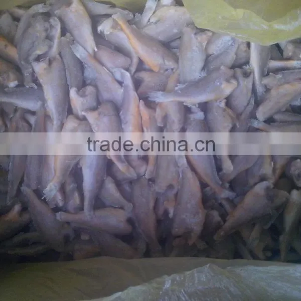 Zhoushan Farming Headless Frozen Small Croaker photo-4