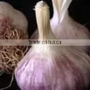Egyptian Red Garlic photo-2