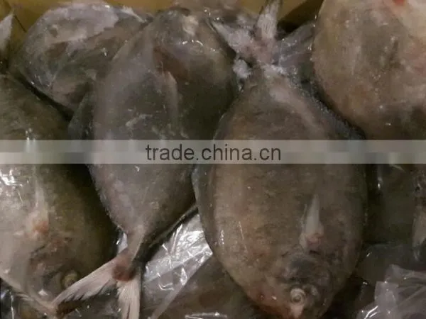 Frozen Black Pomfret Whole Round photo-3