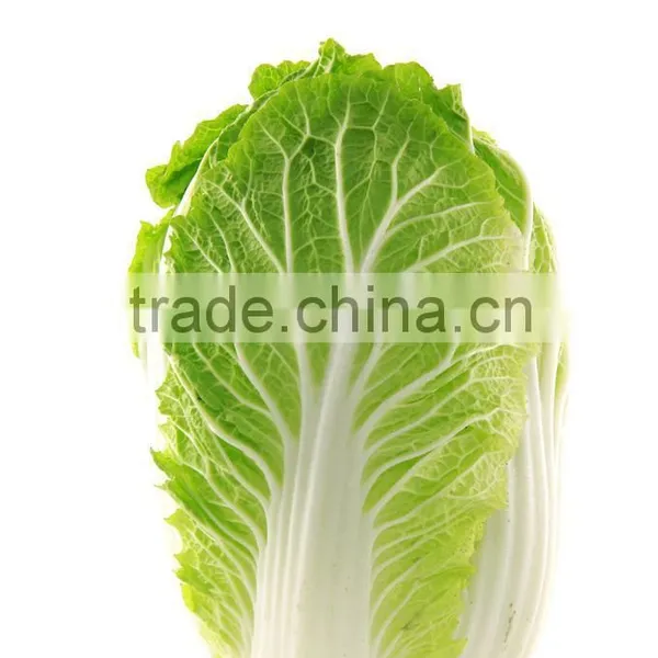 2016 New Corp Seasoned Big Chinese Cabbage Best Quality Fresh Cabbage photo-3