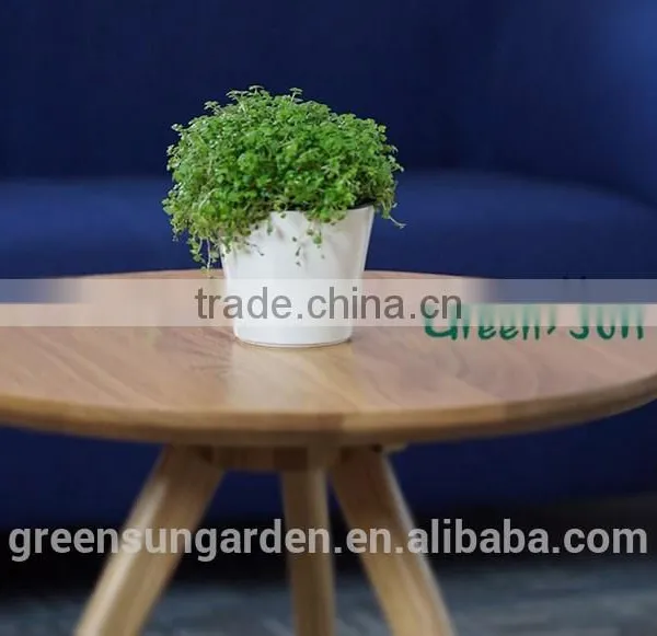 Hydroponic Bright Color Small Plastic Flower Pot for Home Garden Interior Christmas Decoration photo-2