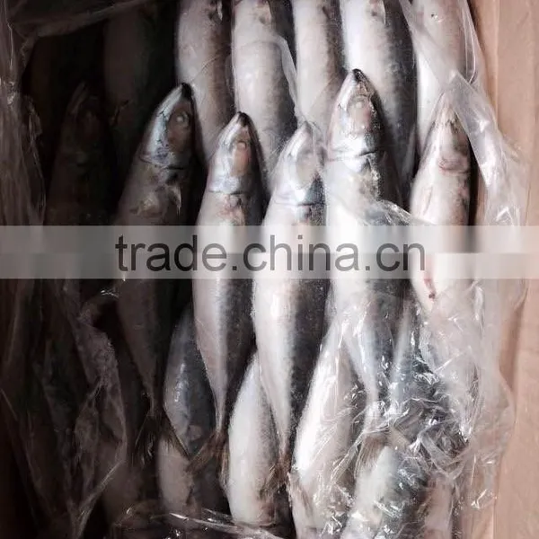 Frozen Mackerel Prices photo-5