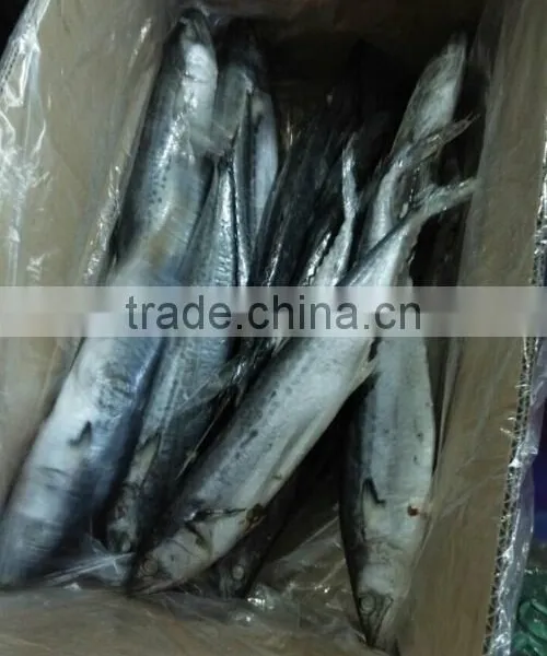Frozen Spotted Spainsh Mackerel photo-3