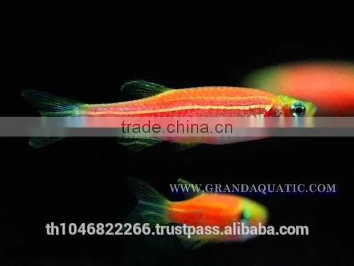 Pink Danio Fish Farm For Sale and Aquarium Fish Export photo-3