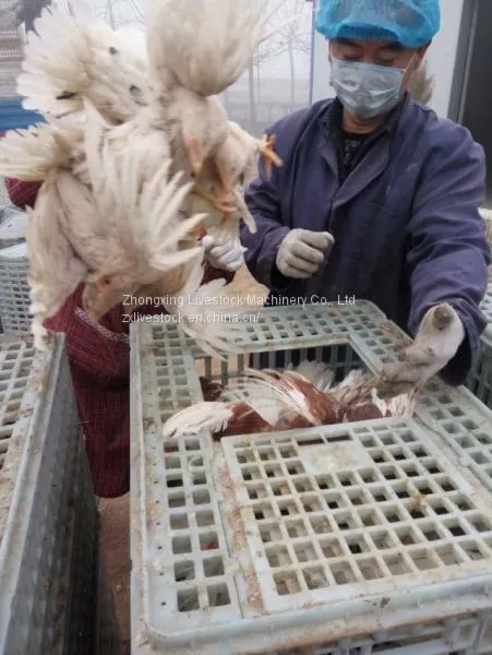 Plastic Crates for Poultry Transportation and Egg Transportation photo-3
