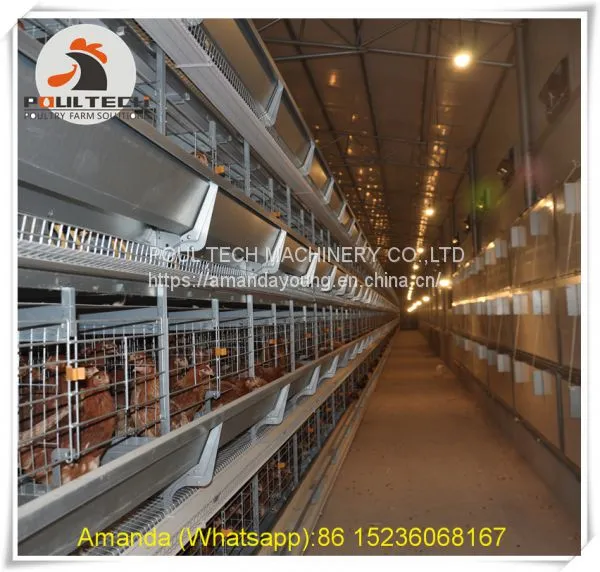 Gambia Poultry Chicken Farm Battery Chicken & Layer Cage & Chicken Coop & Laying Hen Cage in Chicken House photo-2