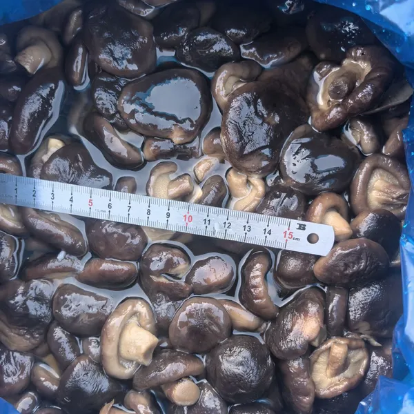 Shiitake in Brine, Brined Mushrooms, Edible Fungi, Lentinus Edodes, Cleanning