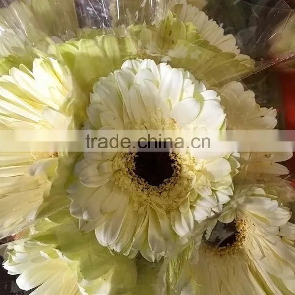 High Quality Dalma Fresh Flower Gerbera From Chine photo-5