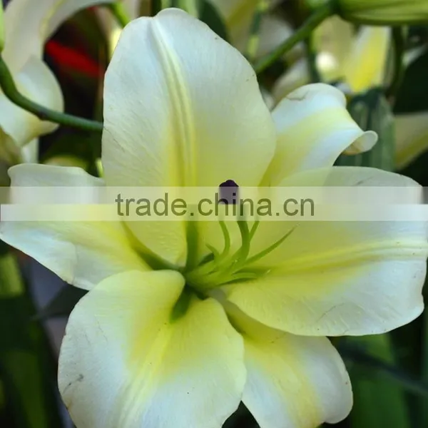 Super Quality Yellow King Colorful Small Lily Flower photo-6