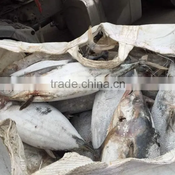 SkipJack Tuna ,stripe Tuna photo-3