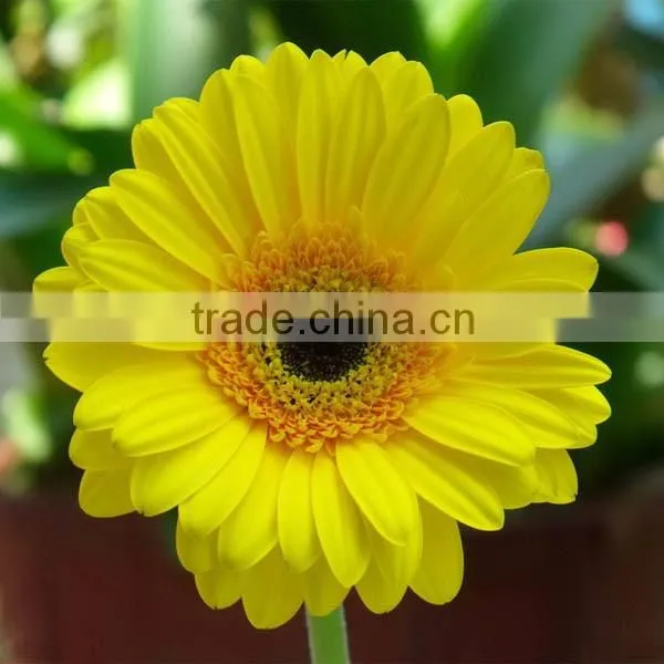 Natural And Fresh Cut Flower Gerbera 45-60cm Stem Length Wholesale photo-5