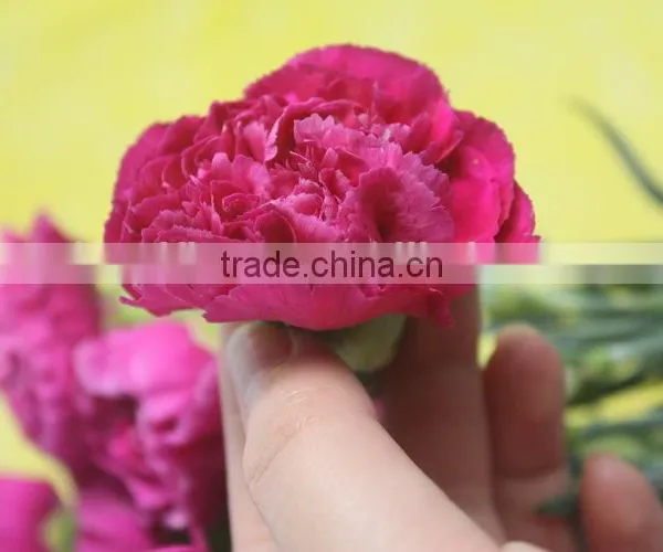 Various Promotional Flower Arrangements Fresh Cut Flower Carnation photo-3