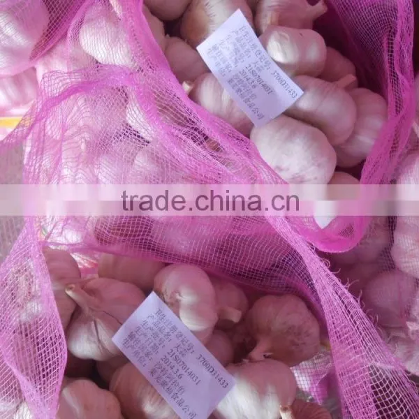 Garlic photo-4
