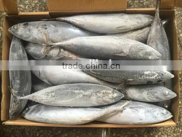 Wholesale Seafrozen Bonito Whole Bonito Tuna Fish 300-800g up photo-2