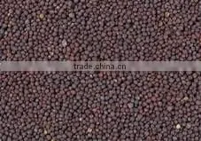 Black Mustard Seeds