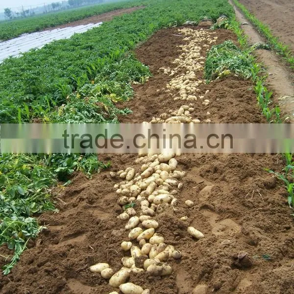 250G Size of 10KG Fresh Holland Potato photo-6