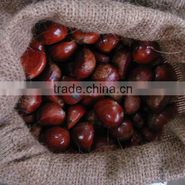 Bulk Fresh Chestnut for Sale photo-5