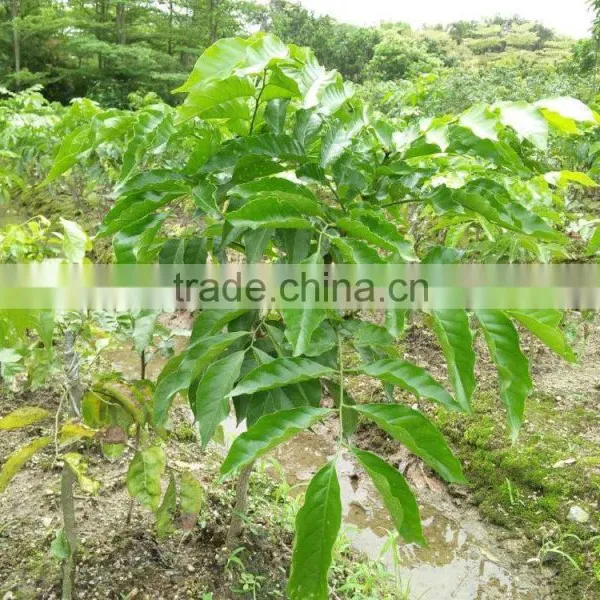 Dimocarpus Longan Lour Seedling photo-6