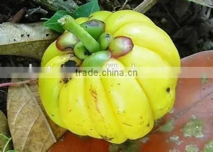 100% Natural Garcinia Cambogia Extract photo-3