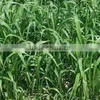 Red Seeded Hybrid Multicut Sorghum Seeds