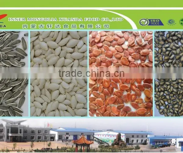 High Quality China Shine Skin Pumpkin Seed in Shell photo-3