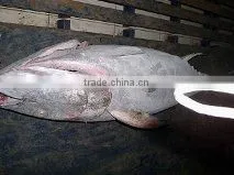 Yellowfin Tuna photo-4