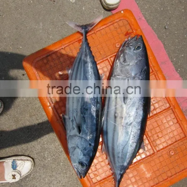 Skipjack Tuna Whole Round IQF 1.8kg+ photo-2