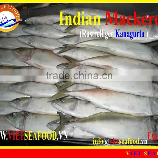 FROZEN INDIAN MACKEREL photo-4