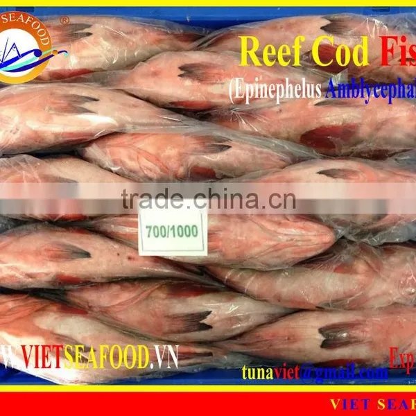 FROZEN REEF COD FISH WHOLE ROUND photo-2
