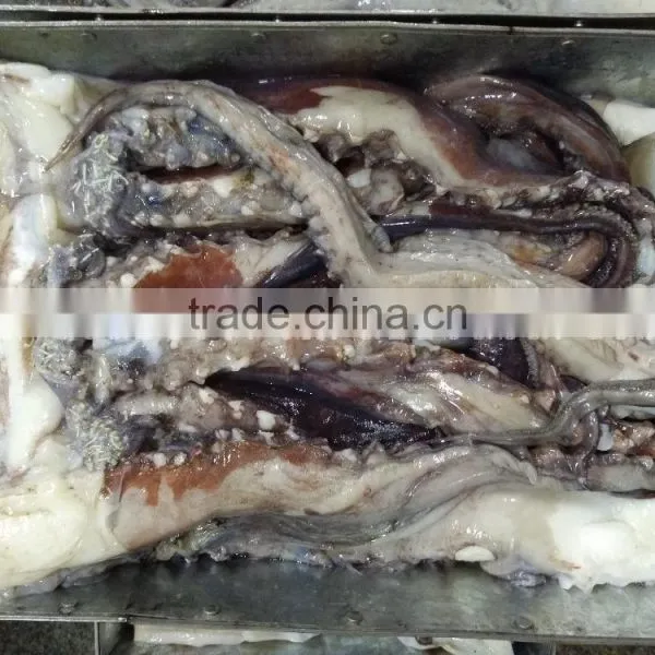 Frozen Giant Squid Tentacle photo-4