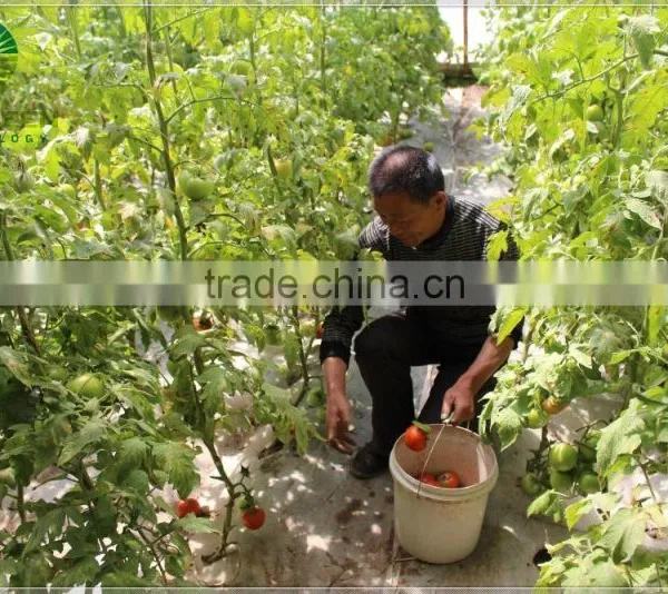 2017 Hot Sale Multi Span Plastic Film Tomato Greenhouse photo-2