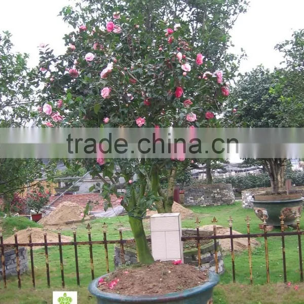 Camellia Japonica Tree Plant photo-3