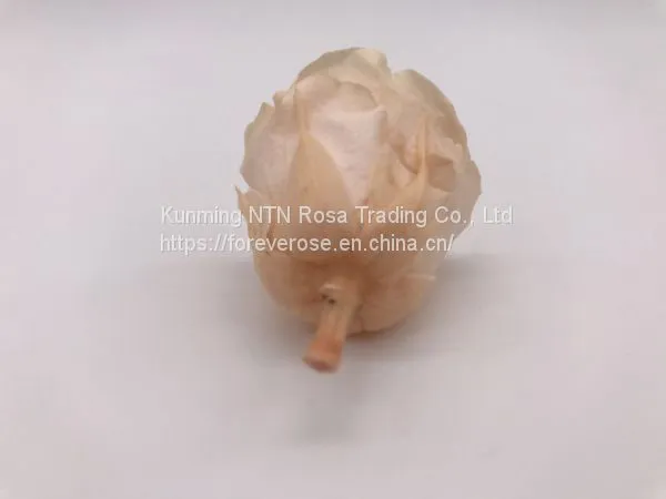 Preserved Rose Flowers for Wedding Decoration Flower Arrangement photo-2