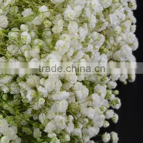 Excellent Quality Best Selling Fresh Excellent Quality Fresh Gypsophila photo-4