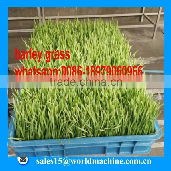 WHIR Saudi Arabia Greenhouse Agriculture Hydroponics for Growing Fodder Barley Grass photo-3