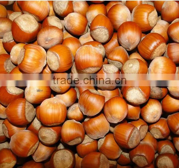 Raw and Processed Hazelnuts Kernels in shell